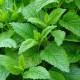 Melissa Organic